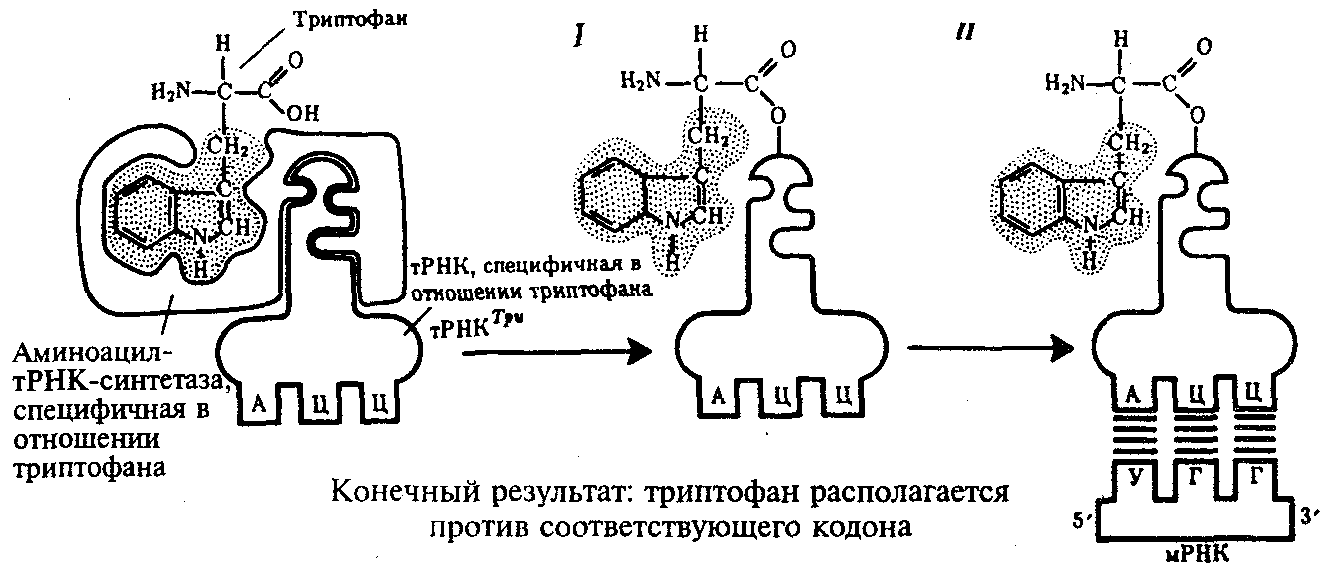 Схема образования аминоацил трнк