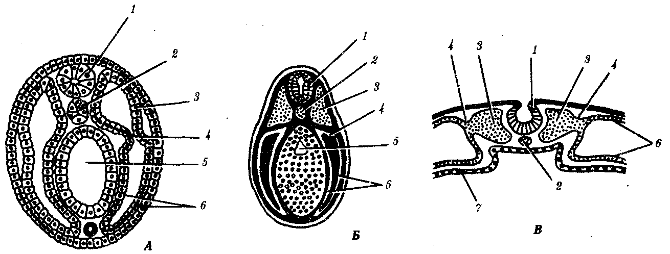 Нейрула ланцетника рисунок