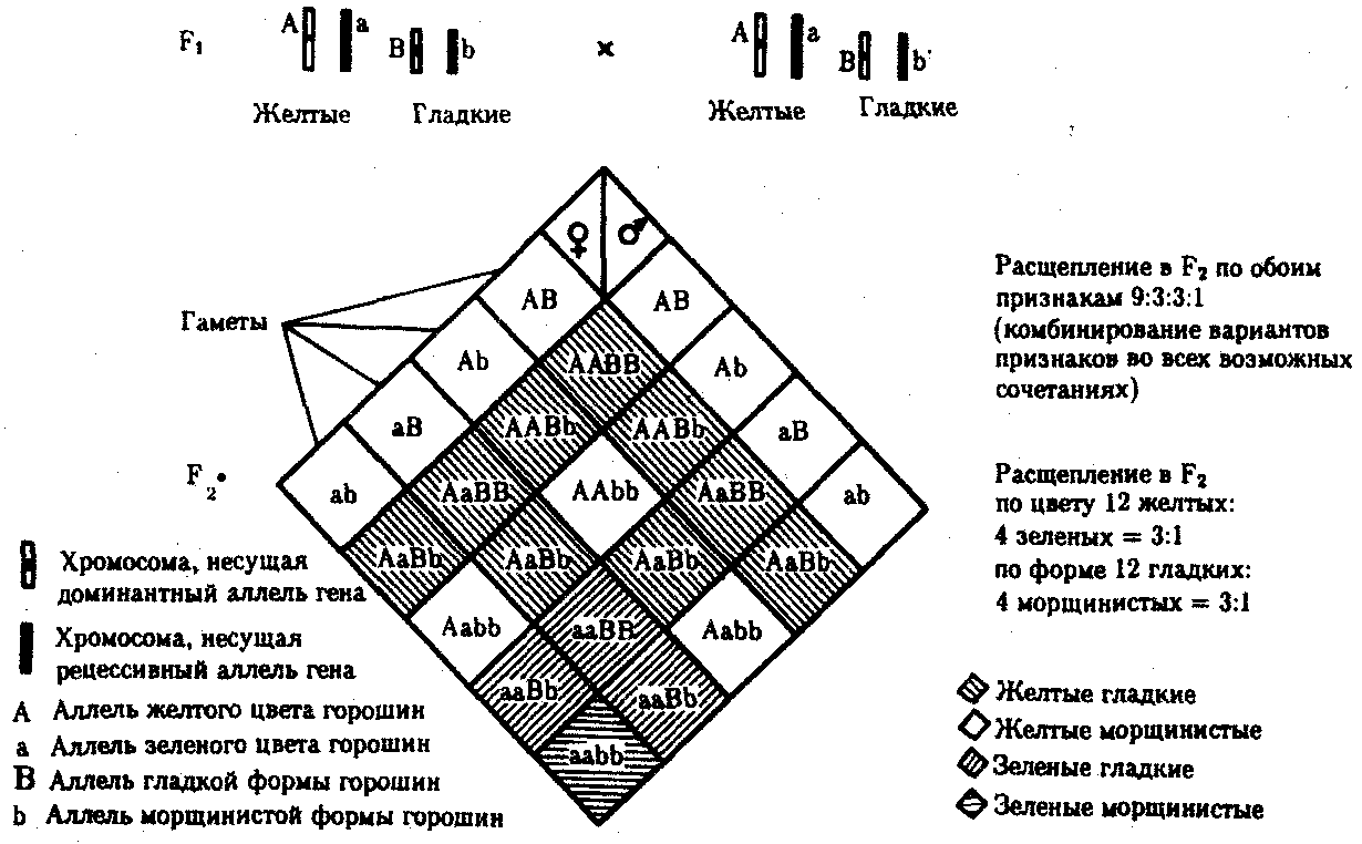 Независимое наследование. Зависимое наследование. Независимое наследование признаков. Независимое наследование генов.