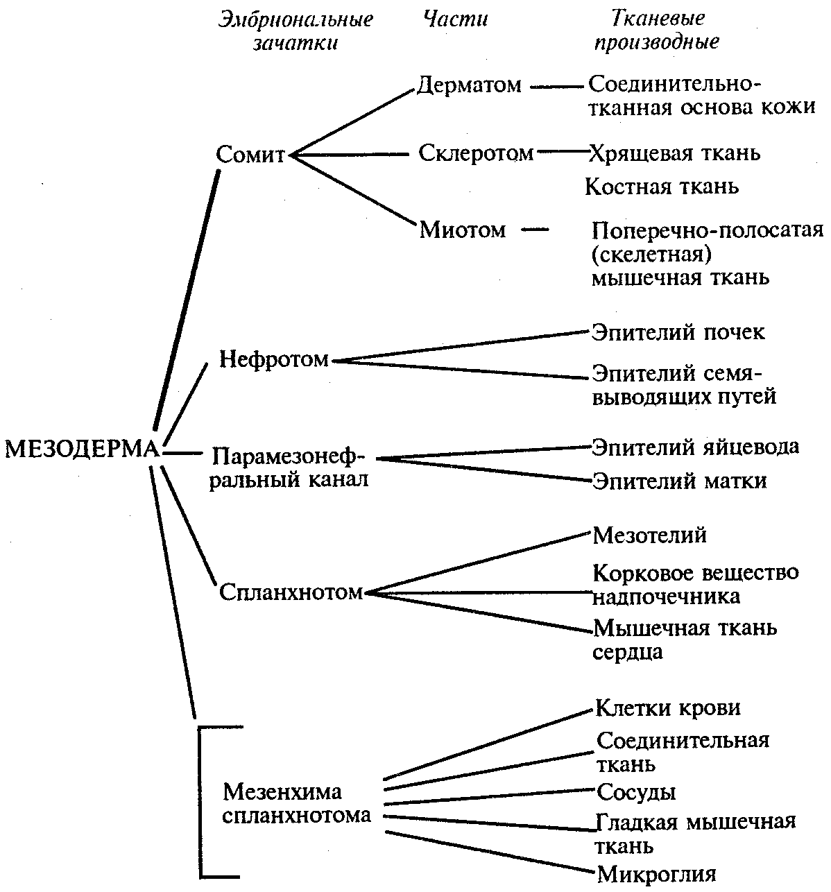 Схему развития производных зародышевых листков.
