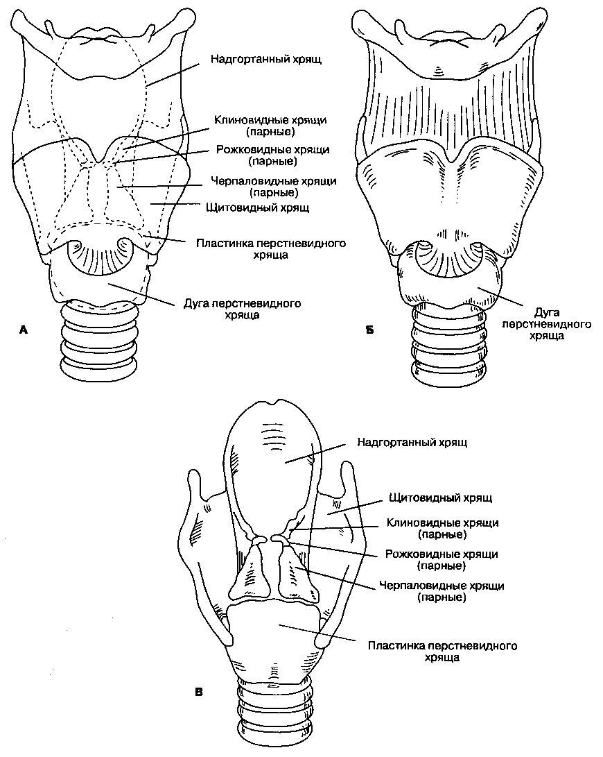 Гортань вид спереди рисунок с подписями
