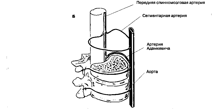 Артерия адамкевича