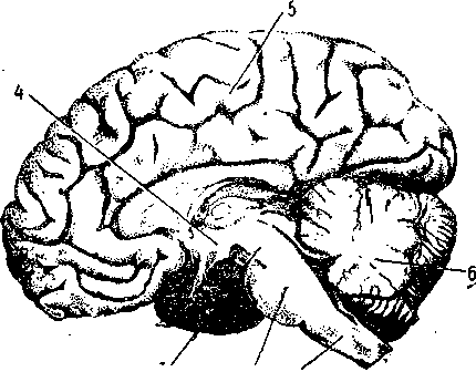 Отросток мозга 4. Мозг 4,5.