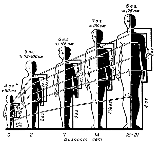 Рост это изменение организма. Возрастные изменения пропорций тела. Пропорции роста человека. Пропорции человека в зависимости от возраста. Пропорции тела человека с возрастом.