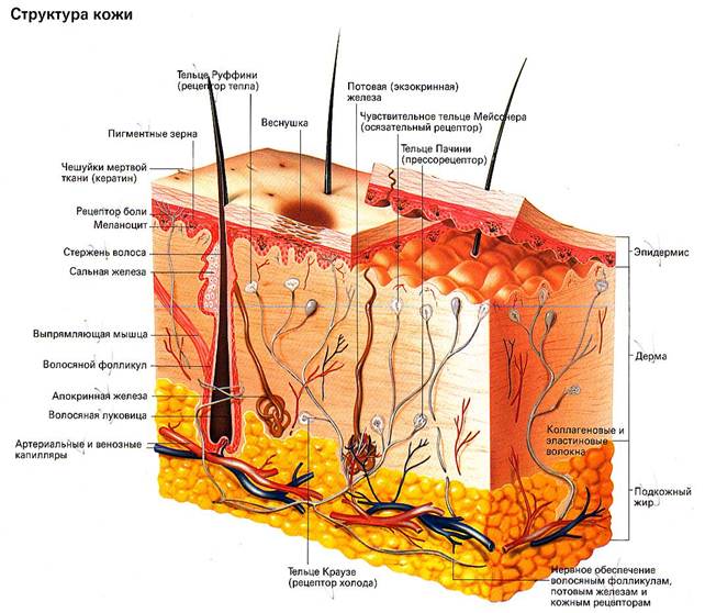 Эпидермис картинка с подписями