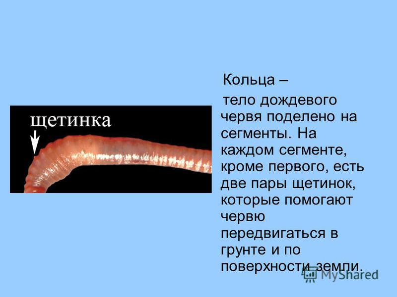 Передний и задний конец червя. Малощетинковые дождевой червь. Наружное строение дождевого червя. Дождевой червь строение щетинки. Кольчатые черви щетинки.