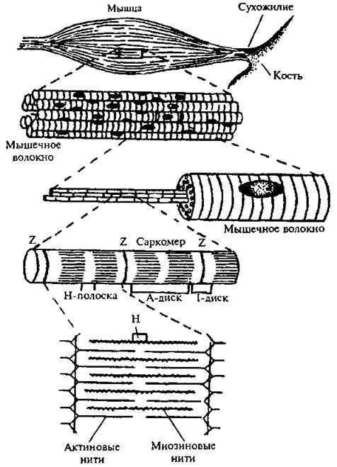 Строение скелетного мышечного волокна. Схема строения скелетного мышечного волокна. Схема саркомера миофибриллы мышечного волокна. Мышечное волокно саркомер. Мышечное волокно миофибриллы саркомер.