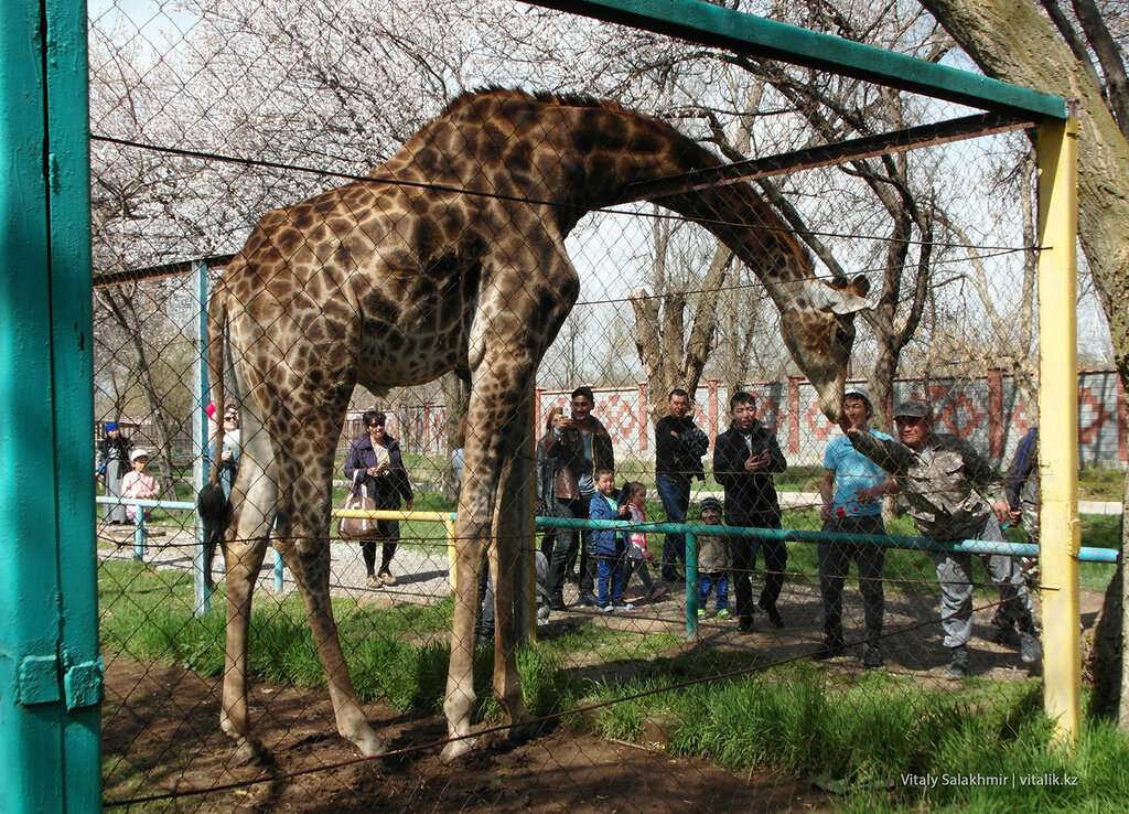 Zoo jeno. Шымкентский Зоологический парк. Шымкентский зоопарк Шымкент. Чимкент зоопарк. Шымкент зоопарк фото.