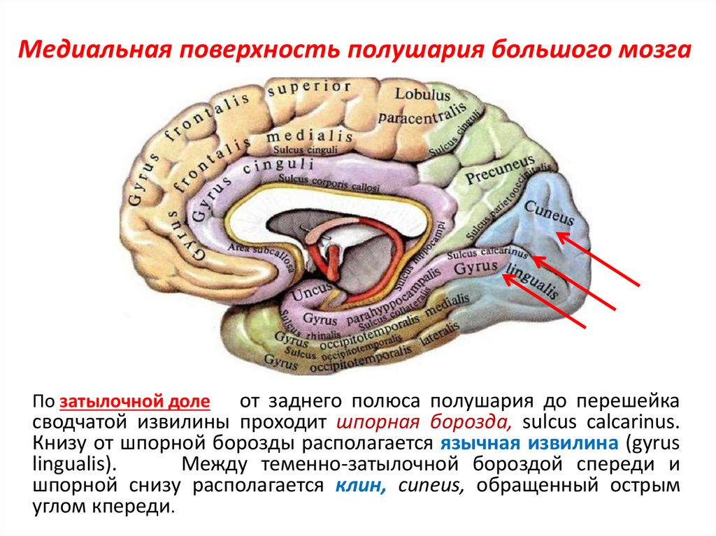 Медиальная поверхность мозга. Медиальная поверхность головного мозга. Медиальная поверхность полушария конечного мозга. Строение медиальной поверхности полушарий. Шпорная борозда мозга.