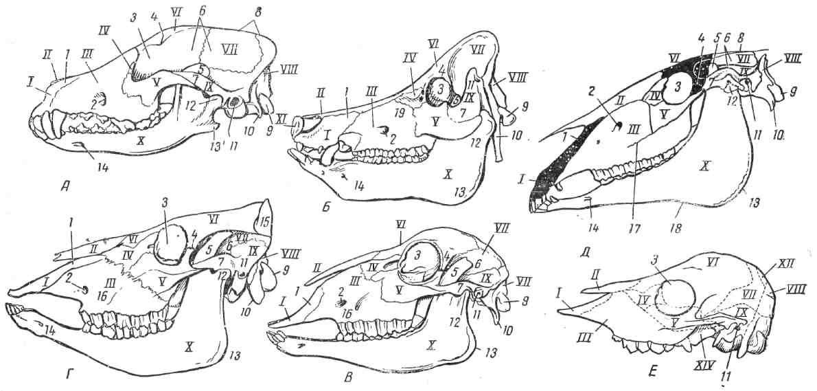 Строения черепа животных. Строение черепа лошади анатомия. Анатомия челюсти КРС. Кости черепа свиньи анатомия. Нижняя челюсть КРС анатомия.