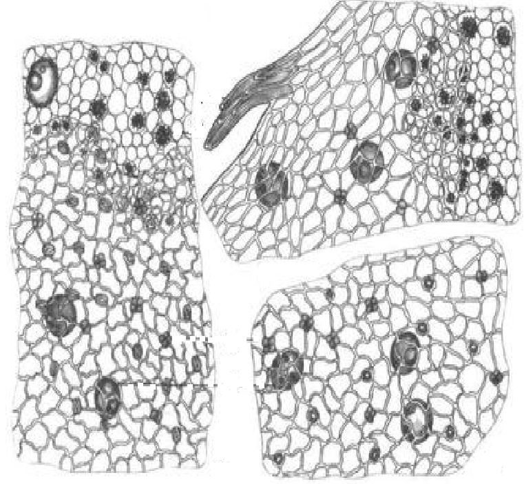 Какой микропрепарат изображен на рисунке. Микроскопия таволги вязолистной. Микроскопия семени льна. Горец микроскопия. Корневища лапчатки микроскопия.