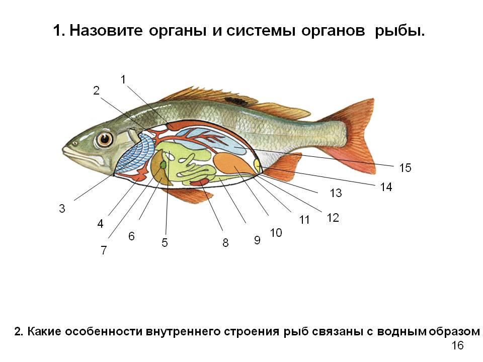 Какой буквой обозначена на рисунке одна из наиболее древних ныне живущих рыб