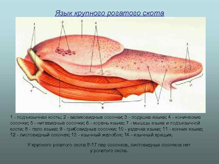 Язык коровы схема