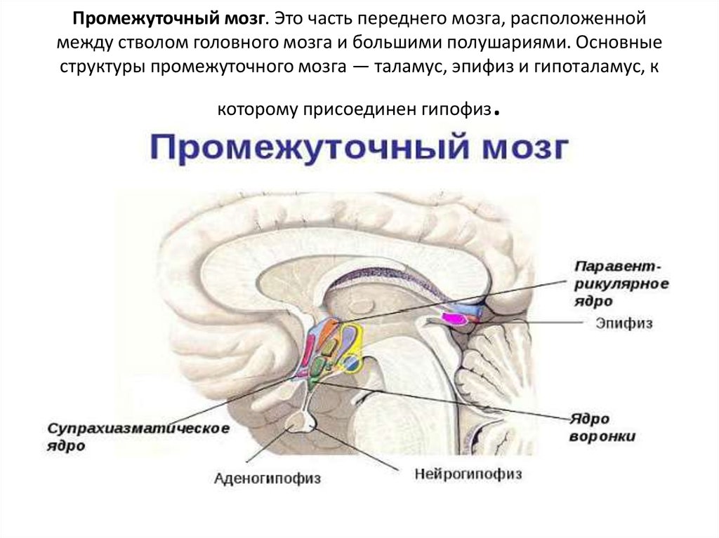 Промежуточный мозг располагается в. Строение промежуточного мозга гипоталамус гипофиз. Функции гипоталамуса промежуточного мозга. Ядра промежуточного мозга схема. Строение мозга таламус гипоталамус.