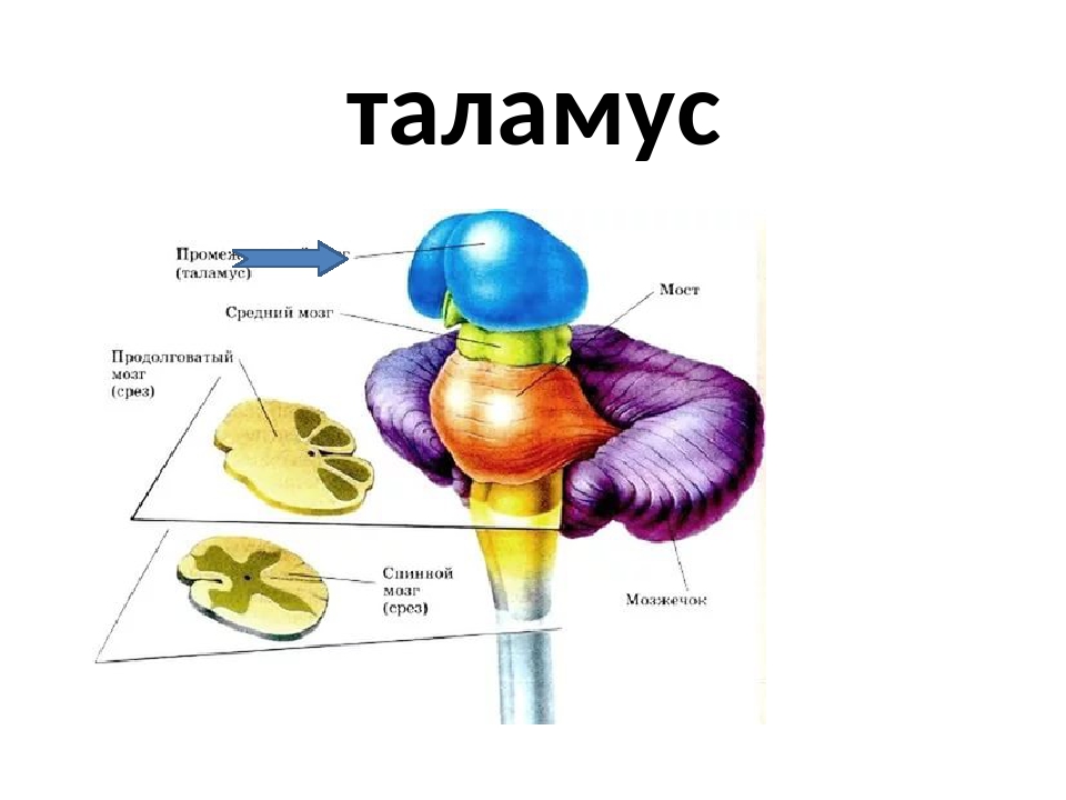 Что такое таламус. Промежуточный мозг таламус строение. Анатомия и физиология таламуса. Таламус анатомия строение. Мозг строение зрительные Бугры.