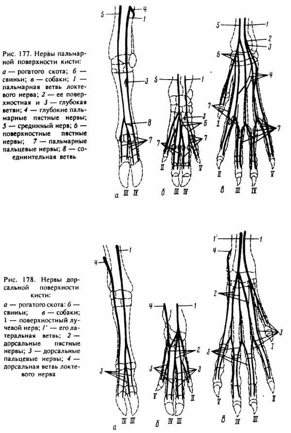 Иннервация кисти и пальцев схема