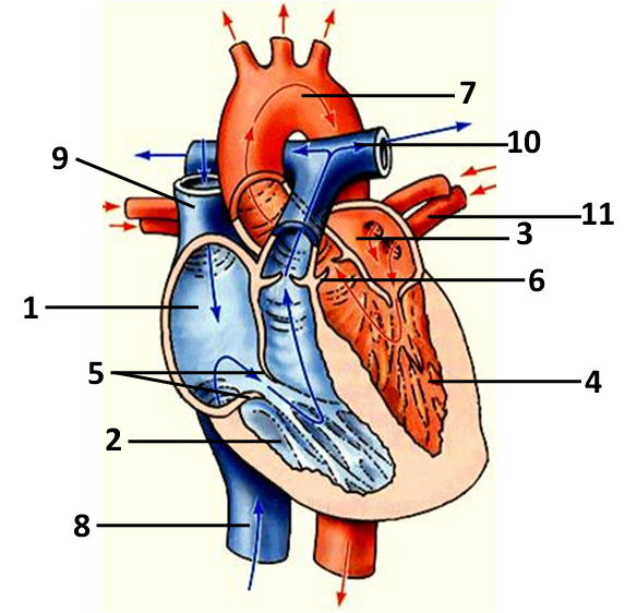 Строение сердца человека рисунок с подписями. Строение сердца человека биология. Строение сердца человека в разрезе. Строение сердца анатомия без подписей. Схематическое изображение сердца человека.
