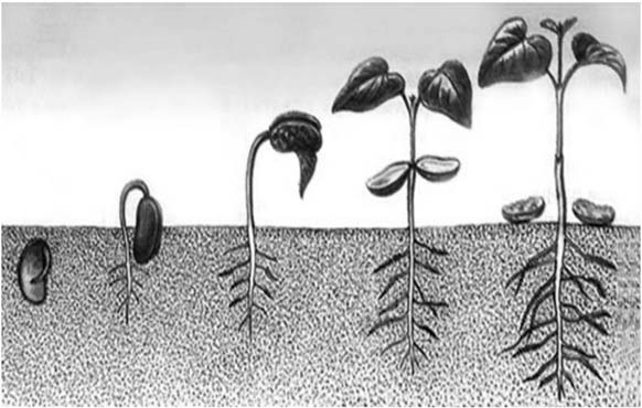 Значение роста в жизни растений впр 5. Рассмотрите рисунок фасоли и ответьте на вопрос. Процесс жизнедеятельности растений ВПР. Процесс растения рисунок. Процесс роста растений ВПР.