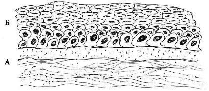 Многослойный плоский ороговевающий эпителий рисунок