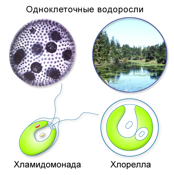 2 водоросли одноклеточные. Одноклеточная водоросль хлорелла. Строение одноклеточной водоросли хламидомонады. Хлорелла водоросль строение. Мембрана хлореллы строение.