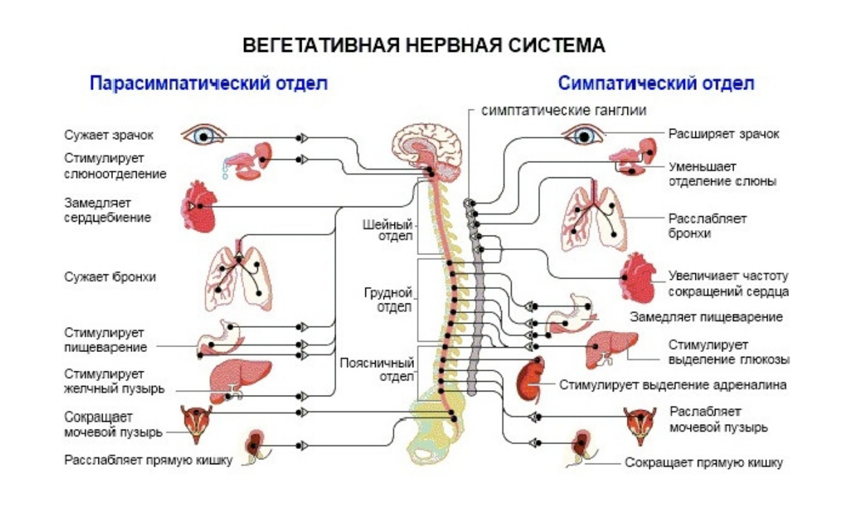 Назовите систему органов и отдел этой системы обозначенную на рисунке 1 укажите процессы