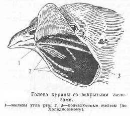 Мускульный отдел желудка образовался у птиц. ЖКТ птиц.