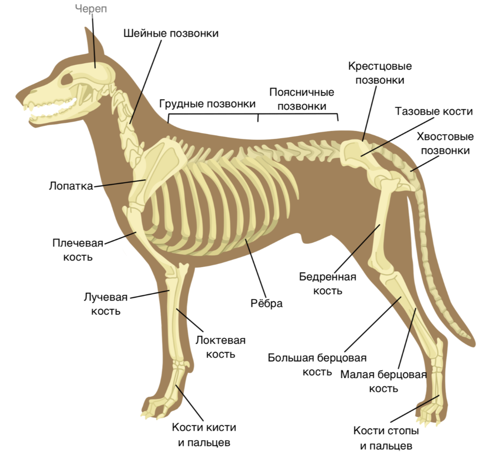 Рисунок скелета собаки с подписями