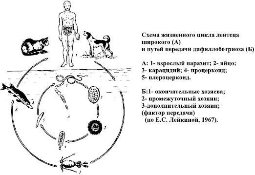 Какой цифрой обозначен на рисунке промежуточный хозяин широкого лентеца