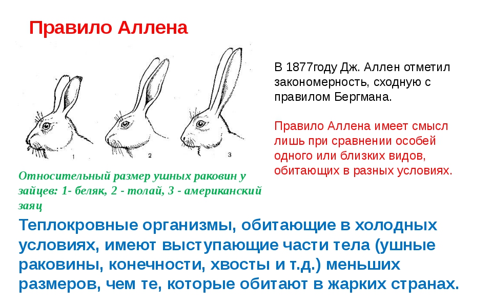 На рисунке изображены три представителя. Правило Аллена и Бергмана и Глогера. Правило Аллена правило Бергмана. Правило Аллена (Дж.Аллен, 1877). Правило Алана.