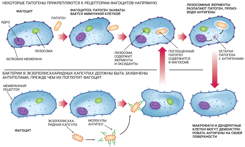 Макрофаги фагоцитоз. Схема механизма образования иммунитета клеточный фагоцитоз. Фагоцитоз макрофагов схема. Схема фагоцитоза клетки. Схема фагоцитоза в иммунологии.