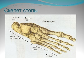 Фото ступни человека с описанием костей