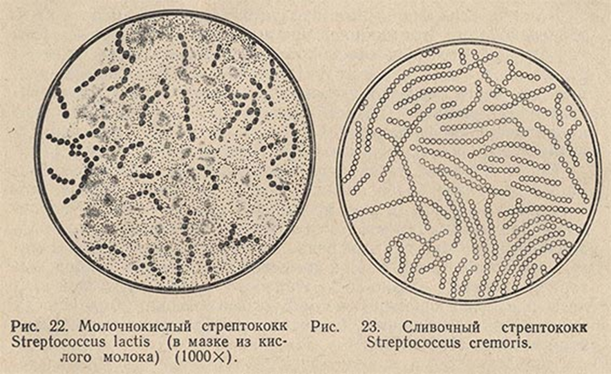 Колония образующая. Молочнокислый стрептококк (Streptococcus lactis). Молочнокислые бактерии Streptococcus lactis. Молочнокислые стрептококки гомоферментативные. Термофильный стрептококк под микроскопом.