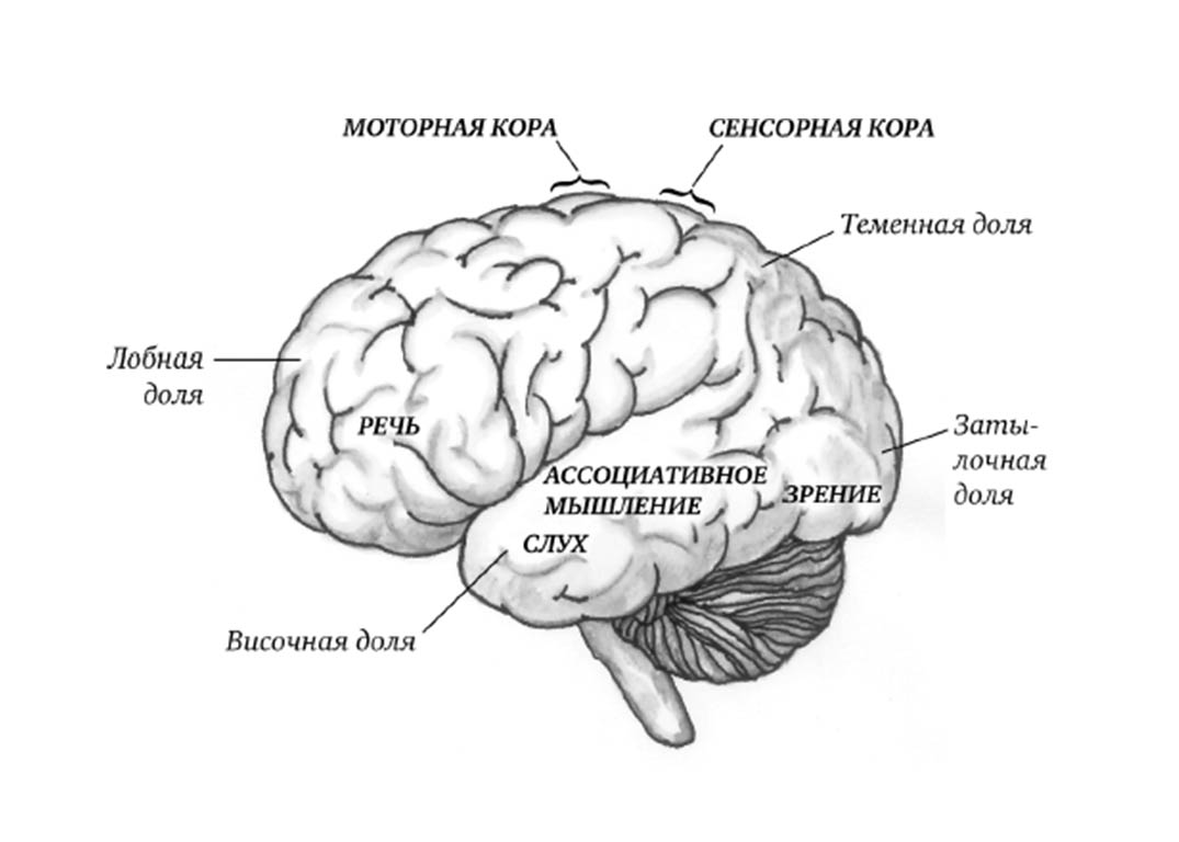 Рисунок кора головного мозга