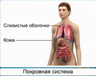 Покровная система презентация