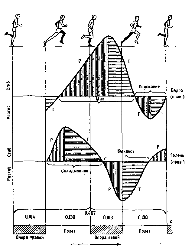 Фазы бега. Хронограмма схема бегового цикла. Схема фаз цикла бега. Периоды и фазы движений в беге. Бег цикл.