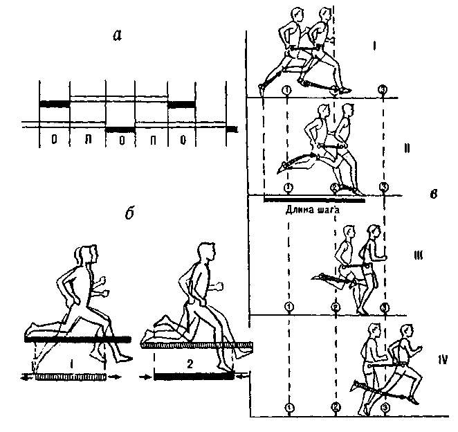 Длина бега. Биодинамика бега полет взаимодействие с опорой. Биодинамика ходьбы. Биодинамика прыжка. Биодинамика бега.