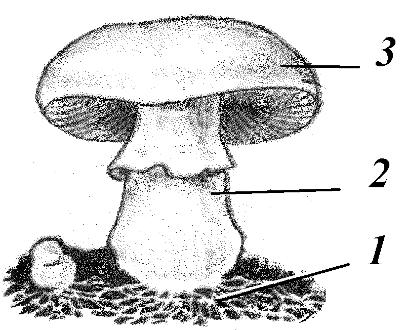 Часть 2 класс 2 рисунок