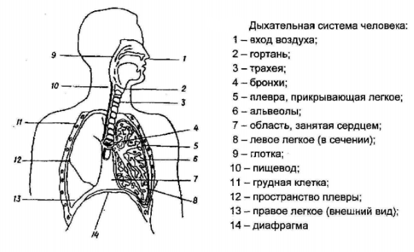 Сделайте обозначения к рисунку. Органы дыхательной системы схема. Схема дыхательной системы человека 8 класс. Строение дыхательной системы человека рисунок. Строение дыхательной системы человека схема с подписями.