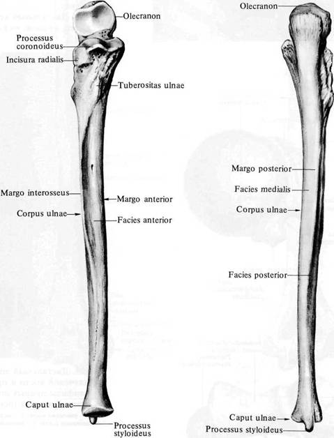 Плечевая и локтевая кость. Строение локтевой кости анатомия. Локтевая кость вид спереди. Локтевая кость Синельников. Локтевая кость эпифиз.