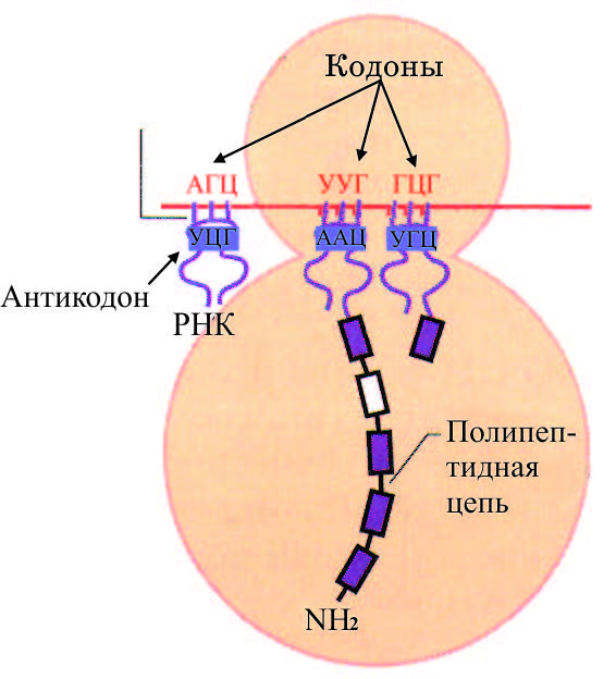 Кодоны днк