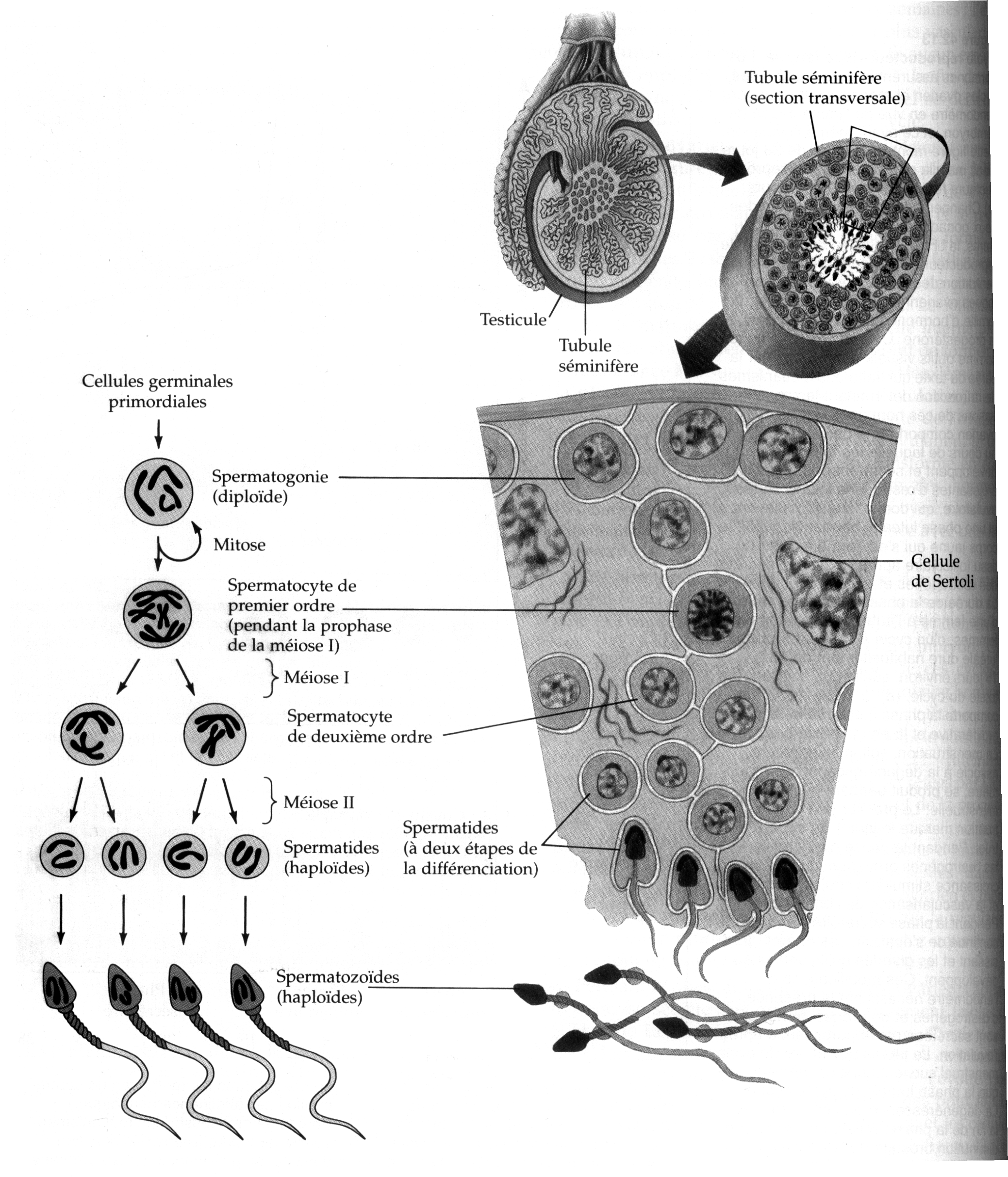 Сперматогенез у черепах