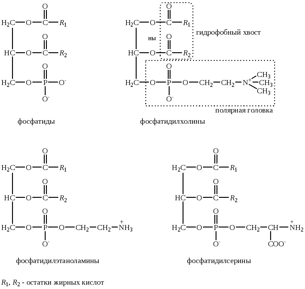 Структура глицерофосфатов и сфинголипидов