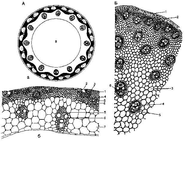 Участки ткани. Поперечный срез стебля Соломины. Строение стебля Соломины ржи. Первичное строение стебля Соломины ржи. Поперечный срез стебля однодольного.