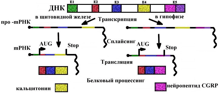 Транскрипция у эукариот происходит в ядре