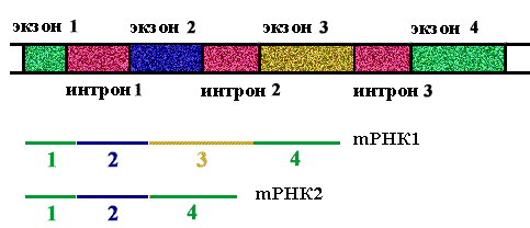 Интроны в генах эукариот