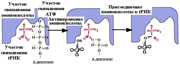 Фермент участвующий в рекогниции. Рекогниция биохимия. Присоединение аминокислот. Рекогниция аминокислот. Этапы активации аминокислот рекогниция роль аминоацил ТРНК.