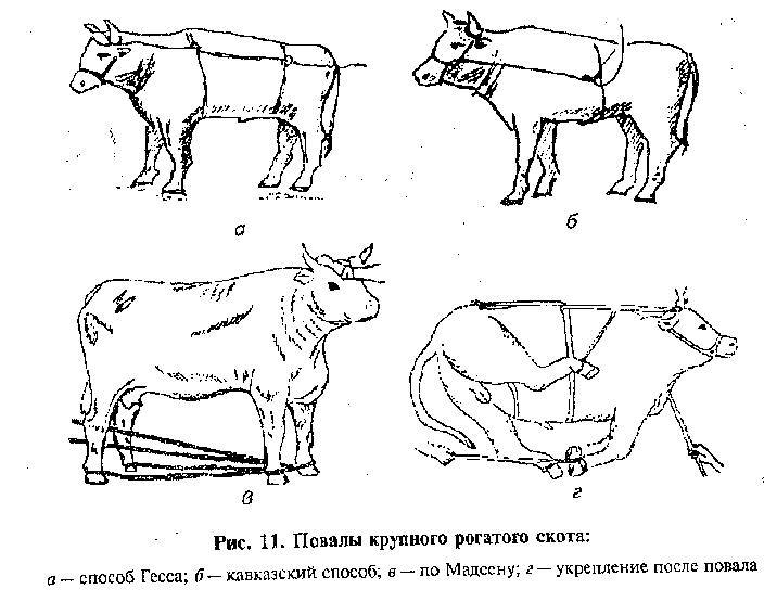 Кастрация поросят схема. Повал КРС по Гессу. Способ Гесса повала КРС. Фиксация КРС методом Гесса. Методы фиксации и повала КРС.