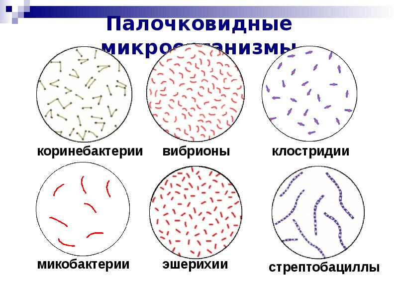 Морфология микроорганизмов микробиология. Морфология палочковидных бактерий. Палочки правильной формы микробиология. Стрептобактерии палочковидные. Палочковидные бактерии микробиология.