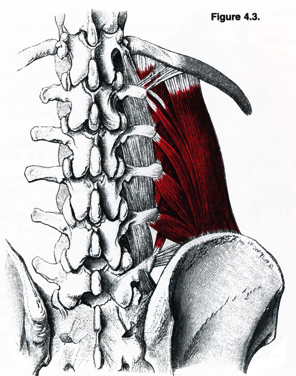 Мышцы спины и ребра. Quadratus Lumborum мышца. Межпоперечные мышцы спины. Межпоперечные латеральные мышцы поясницы. Квадратная мышца поясницы анатомия.