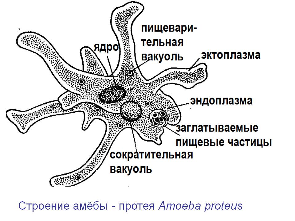 Простейшие строение рисунок